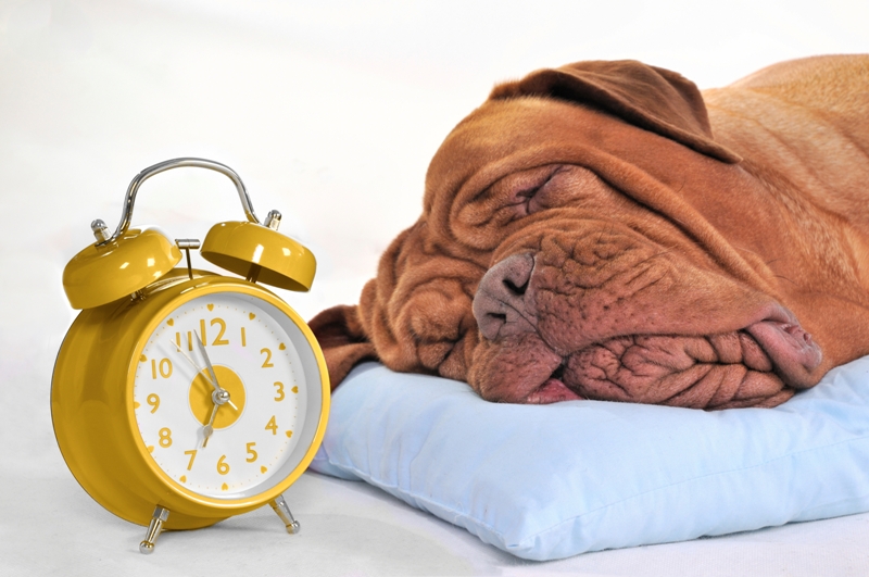 dog-with-clock