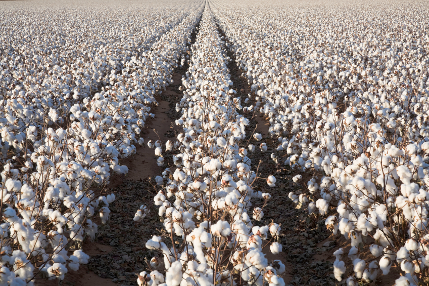 ripe cotton in field ready for harvest