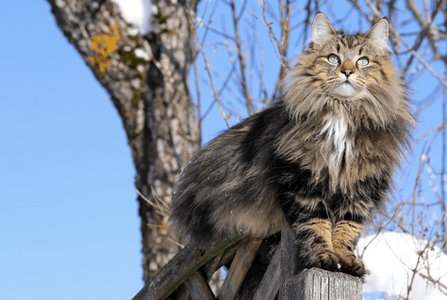 Η απίθανη ράτσα γάτας που κοστίζει όσο ένα αυτοκίνητο (Pics)