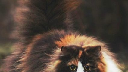 Η απίθανη ράτσα γάτας που κοστίζει όσο ένα αυτοκίνητο (Pics)