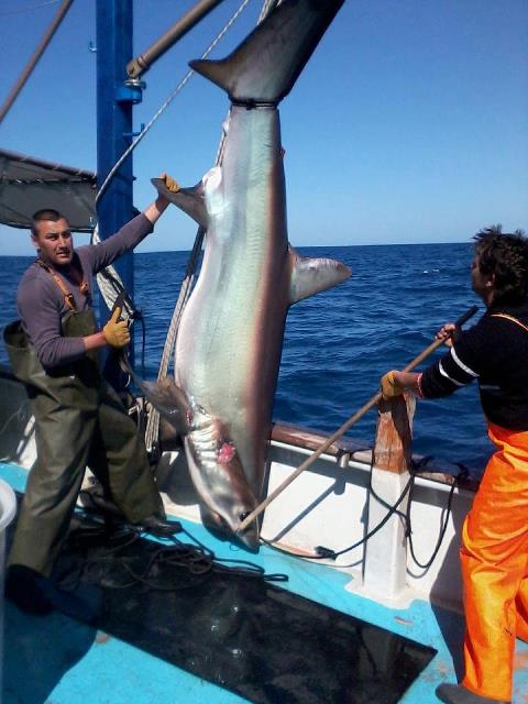 Τα πιο μεγάλα ψάρια που έχουν πιάσει ψαράδες στις ελληνικές θάλασσες (Pics & Vid)