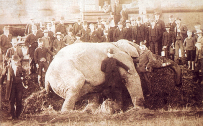 Jumbo: Η αληθινή ιστορία του μυθικού ελέφαντα - σταρ με το τραγικό τέλος