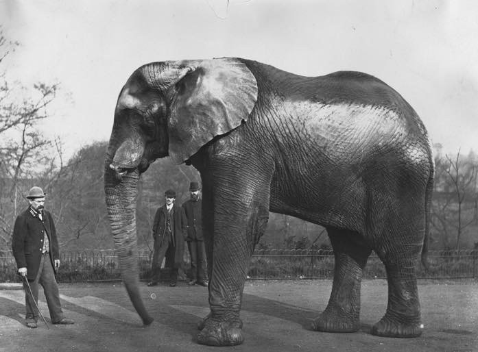 Jumbo: Η αληθινή ιστορία του μυθικού ελέφαντα - σταρ με το τραγικό τέλος