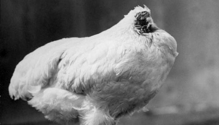 Ο «θαυματουργός Μάικ»: Το κοτόπουλο που έζησε για 18 μήνες χωρίς κεφάλι!