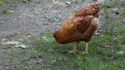 Ο «θαυματουργός Μάικ»: Το κοτόπουλο που έζησε για 18 μήνες χωρίς κεφάλι!