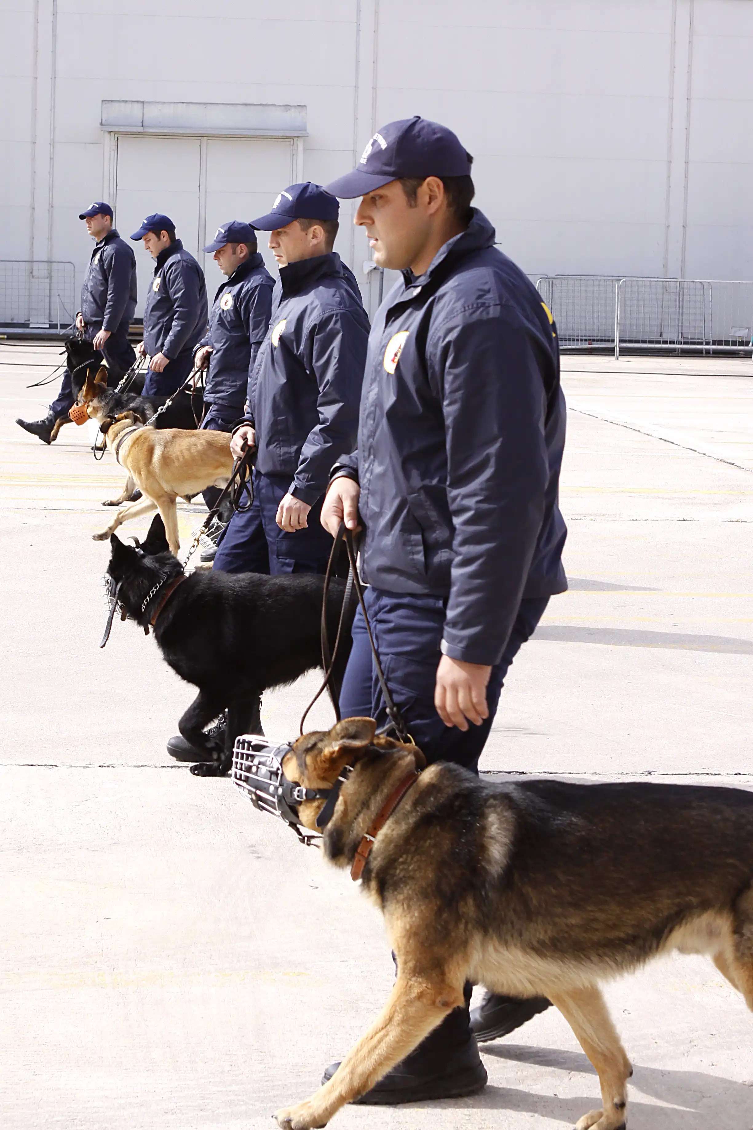 Ανιχνευτές ναρκωτικών και εκρηκτικών: Η εκπαίδευση της επίλεκτης ομάδας σκύλων της Ελληνικής Αστυνομίας
