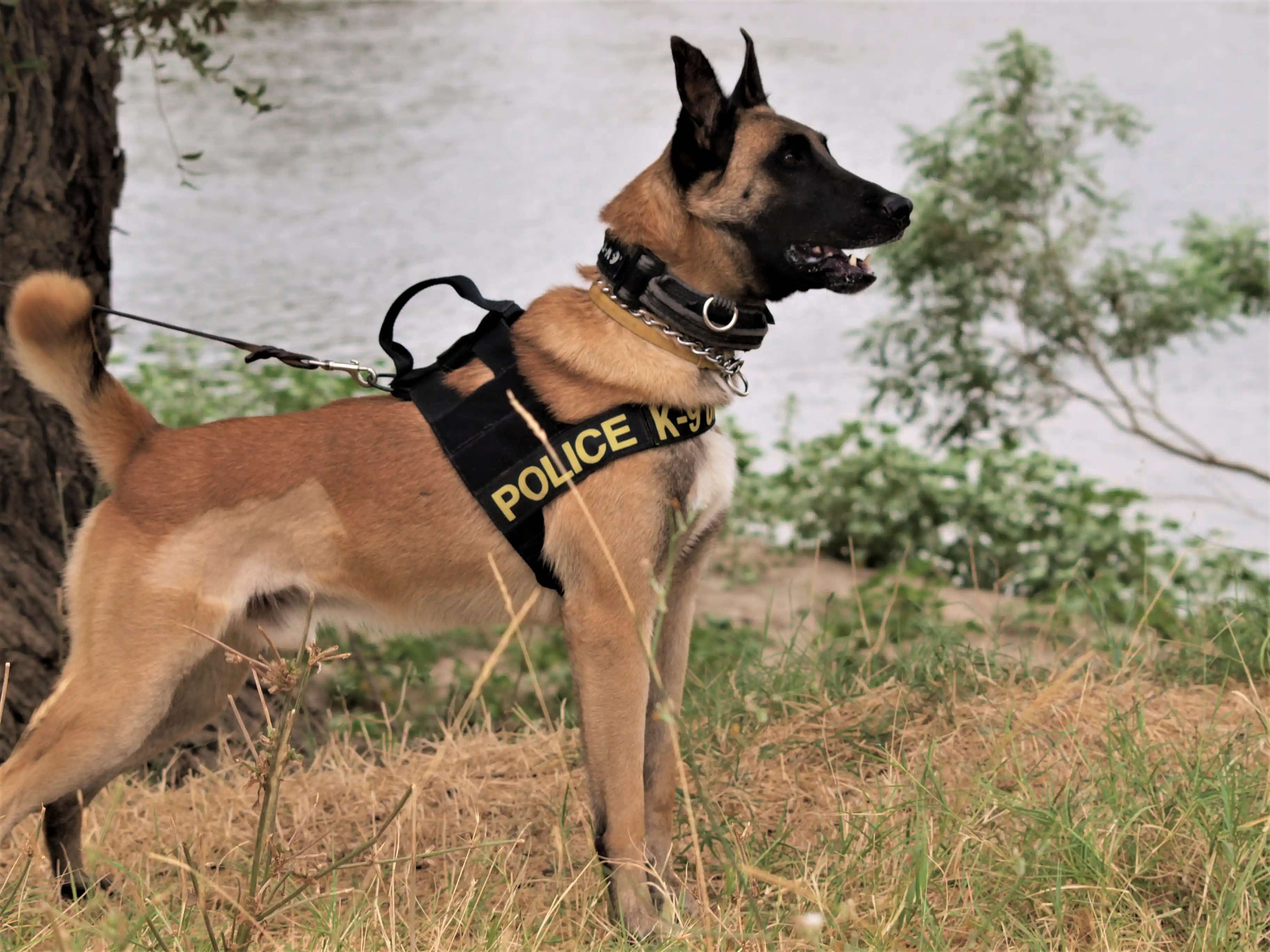 Ανιχνευτές ναρκωτικών και εκρηκτικών: Η εκπαίδευση της επίλεκτης ομάδας σκύλων της Ελληνικής Αστυνομίας