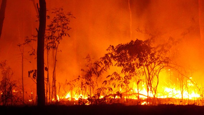 Τα καμμένα ζώα στην Αυστραλία κάηκαν από το δικό μας χέρι