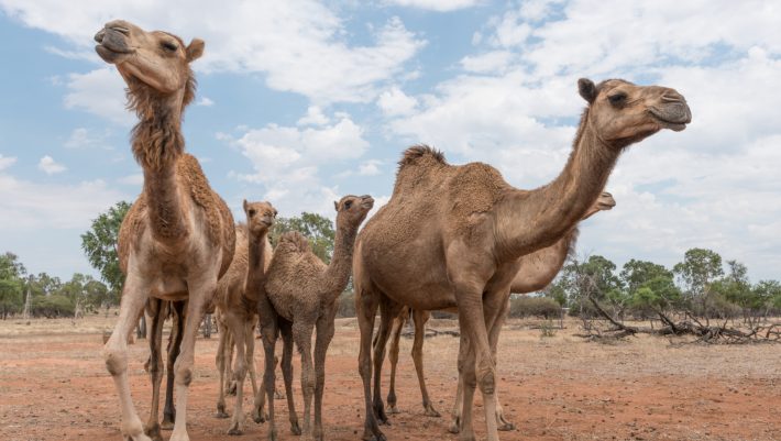 10.000 καμήλες θα θανατωθούν στην Αυστραλία, αλλά τίποτα πια δεν είναι τόσο απλό όσο ακούγεται