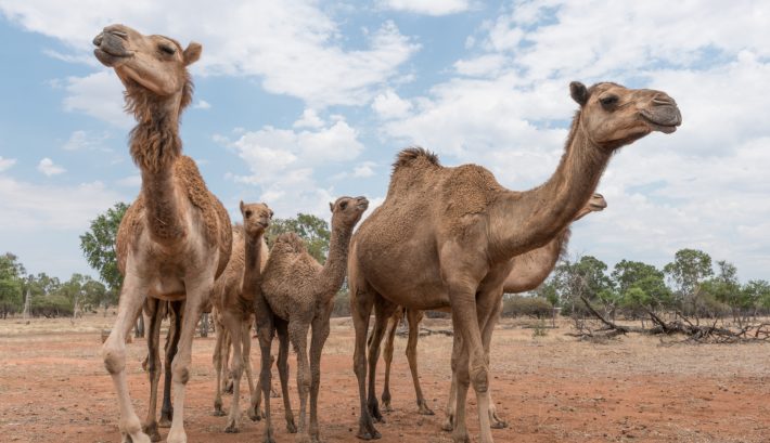 10.000 καμήλες θα θανατωθούν στην Αυστραλία, αλλά τίποτα πια δεν είναι τόσο απλό όσο ακούγεται