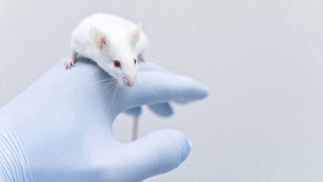Παρακάμπτουν τα ποντίκια: Οι 45 εθελοντές που ρίχνονται στη μάχη του πρώτου εμβολίου κατά του κορωνοϊού