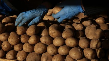 «Το ευφυές κόλπο του Καποδίστρια με τις πατάτες»: Η αλήθεια για τον μεγαλύτερο μύθο που μάθαμε στο σχολείο