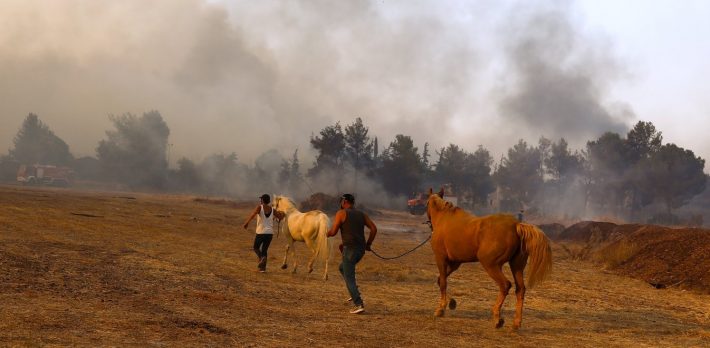 Τα αθώα θύματα: Η άνιση μάχη των πυροσβεστών για να σωθούν τα ζώα απ’ τις φλόγες (Vid)