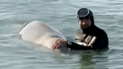 Φάλαινα στον Άλιμο: Σημάδια βελτίωσης έδειξε ο «Σωτήρης» – Τα νεότερα για την υγεία του