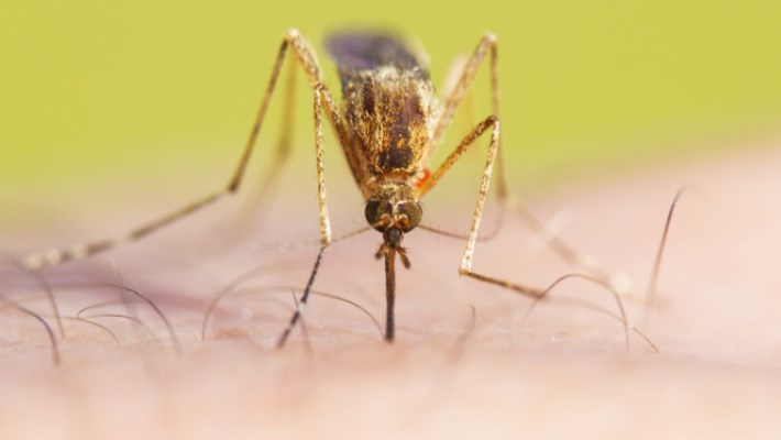 Κι όμως, θα μπορούσε να είναι χειρότερα: Τι θα συνέβαινε αν εξαφανίζονταν τα κουνούπια!