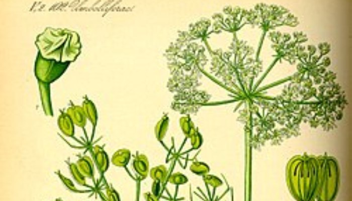 Το θαυματουργό φυτό: Το «φυσικό βιάγκρα» που λάτρευαν οι Αρχαίοι Έλληνες και οι Ρωμαίοι