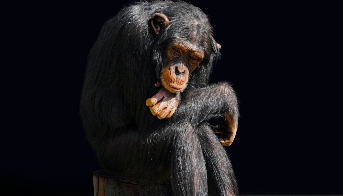Ένας χιμπατζής που «μπλέχτηκε» στις ζωές μας και το πλήρωσε με την δική του…