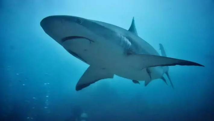 Τρόμος: Καρχαρίας κατασπάραξε και σκότωσε 68χρονη - Σοκαριστικές εικόνες