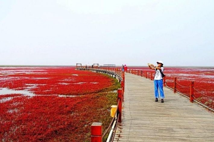 400 είδη άγριων ζώων, 260 είδη πουλιών: Η μαγική κόκκινη παραλία που μπορείς να επισκεφτείς μόνο Σεπτέμβρη