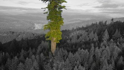 Οι τουρίστες απειλούν το ψηλότερο δέντρο στον πλανήτη