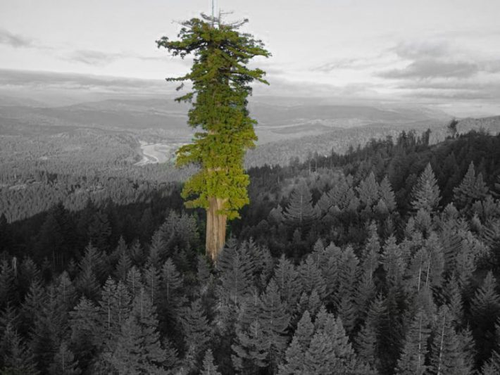 Οι τουρίστες απειλούν το ψηλότερο δέντρο στον πλανήτη
