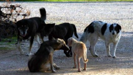 Έχετε μάθει τι έκανε ο Δήμος Αγρινίου με τα αδέσποτα σκυλιά;