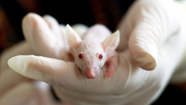 «Η γήρανση είναι αναστρέψιμη»: Επιστήμονες ξανάκαναν νέα και υγιή, γηραιά, τυφλά ποντίκια με την ανακάλυψη του αιώνα