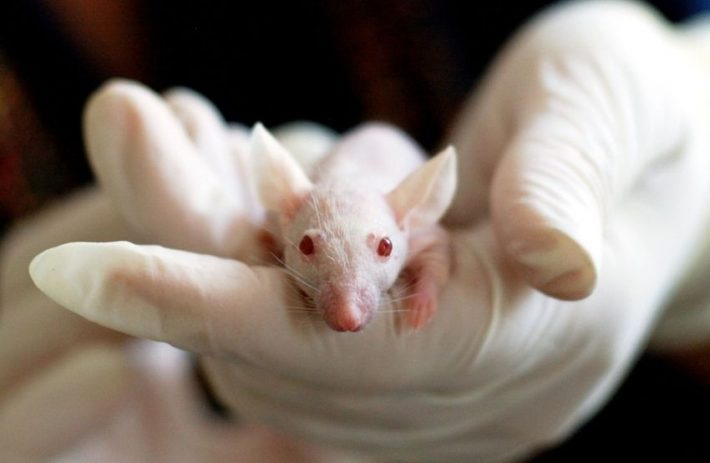 «Η γήρανση είναι αναστρέψιμη»: Επιστήμονες ξανάκαναν νέα και υγιή, γηραιά, τυφλά ποντίκια με την ανακάλυψη του αιώνα