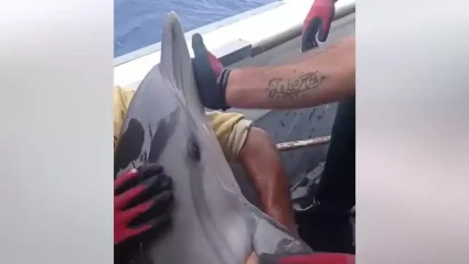 Το viral βίντεο της ημέρας: Ψαράδες στην Κάλυμνο διασώζουν μικρό δελφίνι που πιάστηκε στα δίχτυα τους