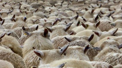 Βόλος: Τα πρόβατα… την άκουσαν – Έφαγαν 300 κιλά χασίς – «Πηδούσαν πιο ψηλά απ’ τα κατσίκια», λέει ο ιδιοκτήτης της καλλιέργειας