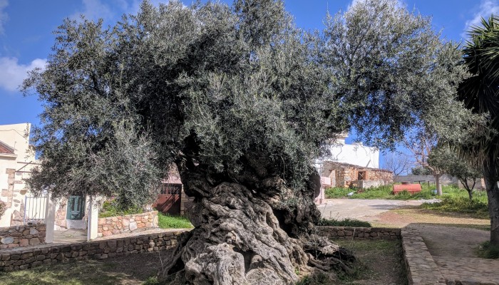 Σιωπηρός μάρτυρας από την προϊστορία: Το δέντρο-μνημείο της Κρήτης που εδώ και 4.000 χρόνια στέκει όρθιο, βγάζοντας πάντα καρπό