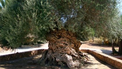 Σιωπηρός μάρτυρας από την προϊστορία: Το δέντρο-μνημείο της Κρήτης που εδώ και 4.000 χρόνια στέκει όρθιο, βγάζοντας πάντα καρπό