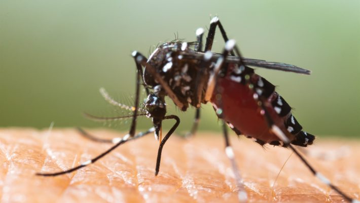 Τόσο τσίμπημα ούτε το καλοκαίρι: Γιατί φτάσαμε Νοέμβριο και μας πίνουν ακόμα το αίμα τα κουνούπια