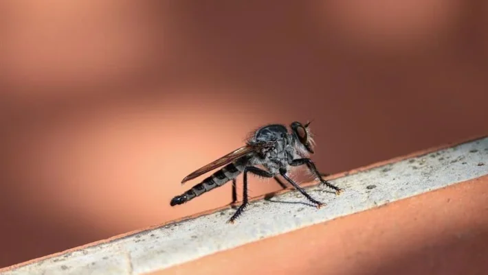 Είναι επικίνδυνα για την υγεία μας τα κουνούπια;