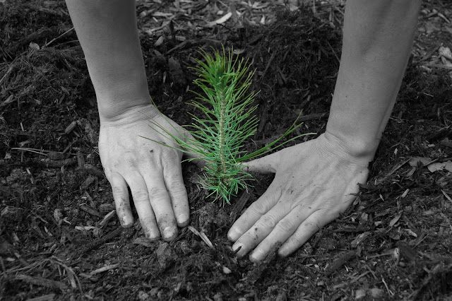 «Σταματήστε τώρα να φυτεύετε δέντρα, για να σωθεί η φύση»