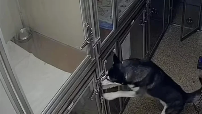 Απίστευτο βίντεο: Χάσκι το έσκασε από το κλουβί του και προσπάθησε να απελευθερώσει και τους άλλους σκύλους