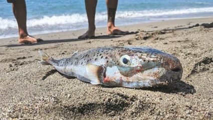 Δηλητηριώδες και παρασιτικό: Το ψάρι-εφιάλτης που έχει εισβάλει στα ελληνικά νερά και τρέμουν όλοι οι ψαράδες