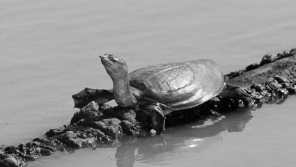 Οι Ινδοί ρίχνουν χιλιάδες χελώνες στον Γάγγη για να φάνε τα πτώματα