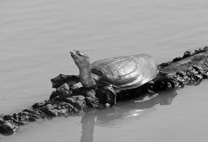 Οι Ινδοί ρίχνουν χιλιάδες χελώνες στον Γάγγη για να φάνε τα πτώματα