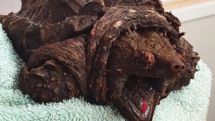 Εντοπίστηκε «χελώνα-αλιγάτορας» στην Αγγλία: Το δάγκωμά της μπορεί να σπάσει κόκκαλο