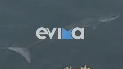 Εντυπωσιακό βίντεο: Φάλαινα εμφανίστηκε σε παραλία της Εύβοιας