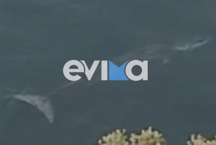 Εντυπωσιακό βίντεο: Φάλαινα εμφανίστηκε σε παραλία της Εύβοιας