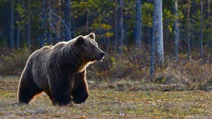 Εικόνες ντροπής στα Γρεβενά: Νεκρή αρκούδα από δηλητηριασμένα δολώματα