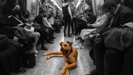 Η απίστευτη ιστορία του Μπότζι: Το αδέσποτο σκυλί της Κωνσταντινούπολης που ταξίδευε καθημερινά 30 χλμ με μέσα μεταφοράς!