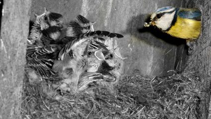 Μαγικό: Ένα πουλάκι προετοιμάζει τη φωλιά του και η νέα ζωή έρχεται στον κόσμο (VIDEO)