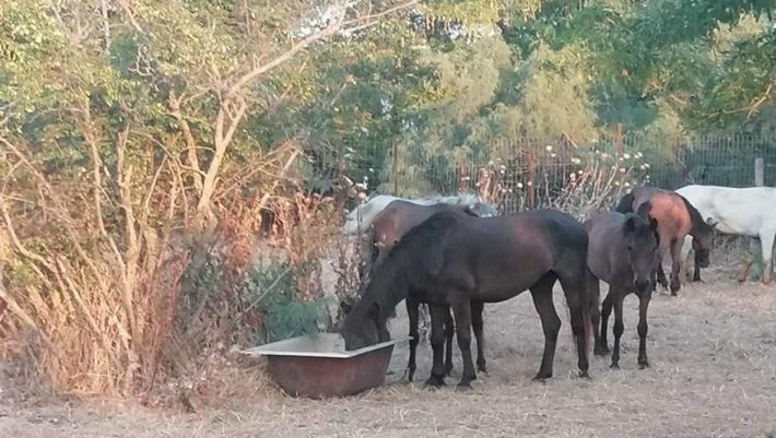 Δέλτα του Έβρου: Δεκάδες άλογα πεθαίνουν κάθε ώρα που περνάει...