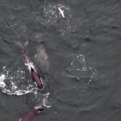 Εντυπωσιακό βίντεο: Όρκες και δελφίνια συνεργάζονται στο κυνήγι σολομών